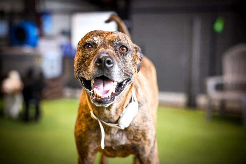 Pet Portraits by Dead Rabbit Photography
